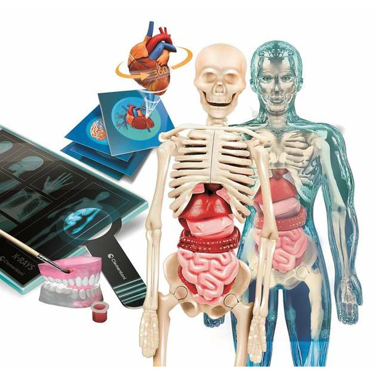 Znanstvena igrica Clementoni Superanatomía (ES)